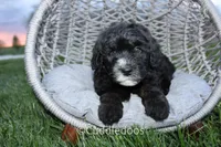 Lilac, a female Poodle - Miniature  and Sheepadoodle for sale in Sugarcreek, OH – 5 of 6