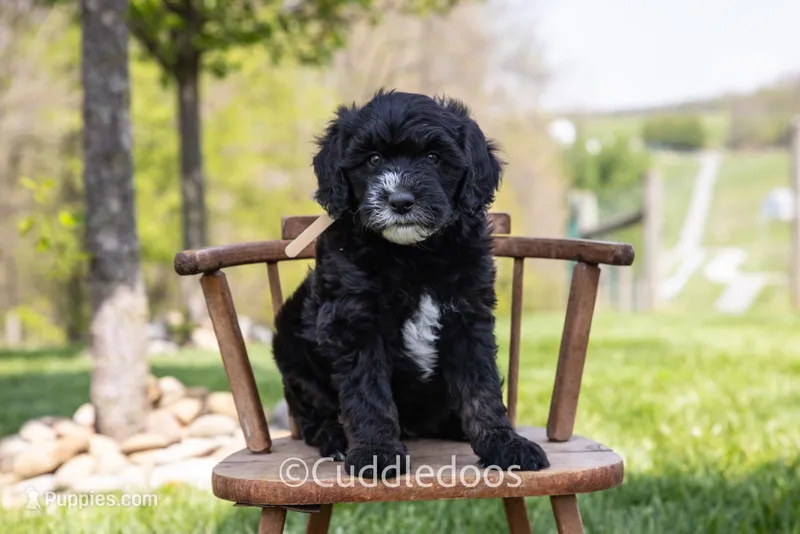 Lilac – Poodle - Miniature , Sheepadoodle puppy for sale in Sugarcreek, OH