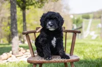 Lilac, a female Poodle - Miniature  and Sheepadoodle for sale in Sugarcreek, OH – 3 of 6