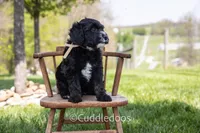 Lilac, a female Poodle - Miniature  and Sheepadoodle for sale in Sugarcreek, OH – 4 of 6