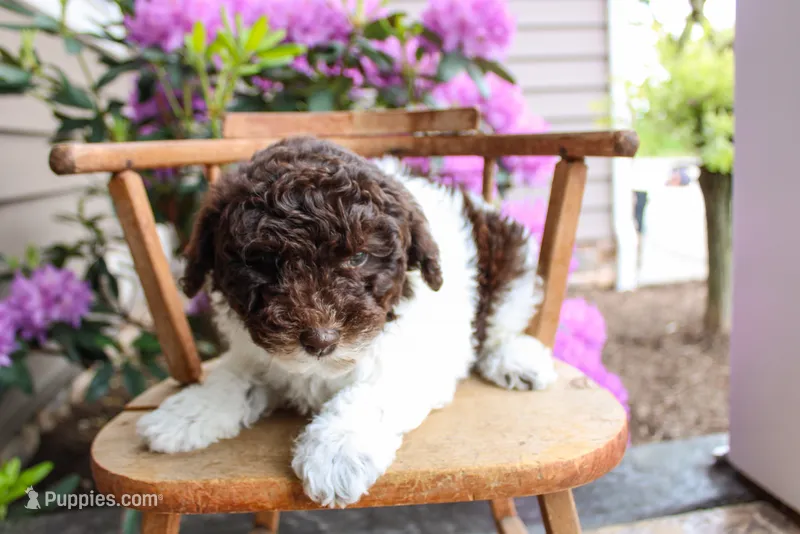 Neptune – Spanish Water Dog, Poodle - Miniature  puppy for sale in Sugarcreek, OH