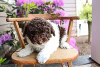 Neptune, a female Spanish Water Dog and Poodle - Miniature  for sale in Sugarcreek, OH – 1 of 5