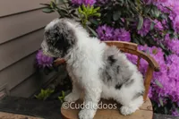 Cliff, a female Spanish Water Dog and Poodle - Miniature  for sale in Sugarcreek, OH – 5 of 6