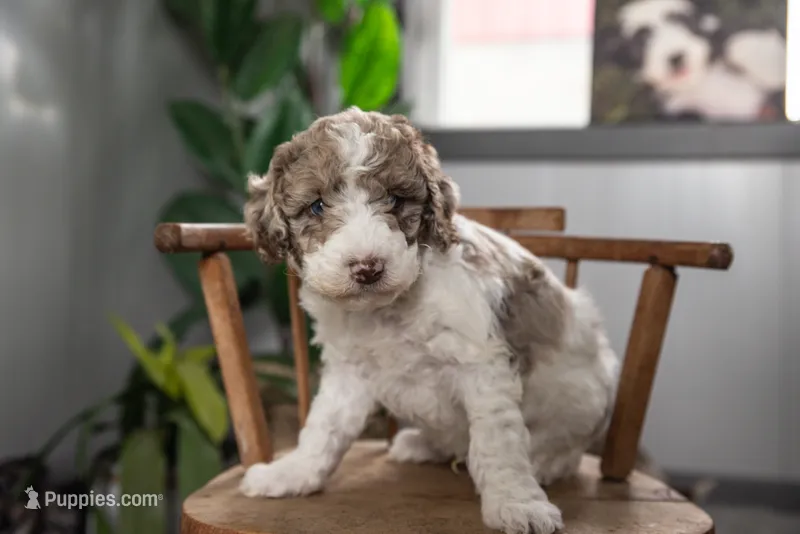 Everest – Spanish Water Dog, Poodle - Miniature  puppy for sale in Sugarcreek, OH