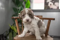 Everest, a female Spanish Water Dog and Poodle - Miniature  for sale in Sugarcreek, OH – 1 of 5