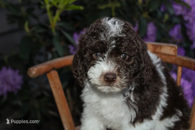 Saturn – Spanish Water Dog, Poodle - Miniature  puppy for sale in Sugarcreek, OH