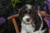 Saturn, a female Spanish Water Dog and Poodle - Miniature  for sale in Sugarcreek, OH – 1 of 4