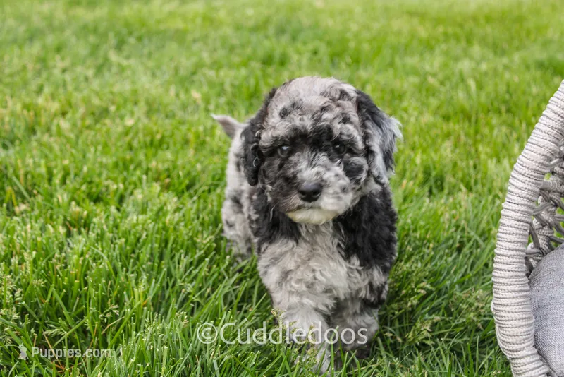Atlas – Spanish Water Dog, Poodle - Miniature  puppy for sale in Sugarcreek, OH
