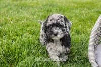 Atlas, a female Spanish Water Dog and Poodle - Miniature  for sale in Sugarcreek, OH – 5 of 7