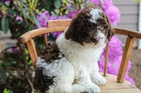 Mercury, a female Spanish Water Dog and Poodle - Miniature  for sale in Sugarcreek, OH – 4 of 5