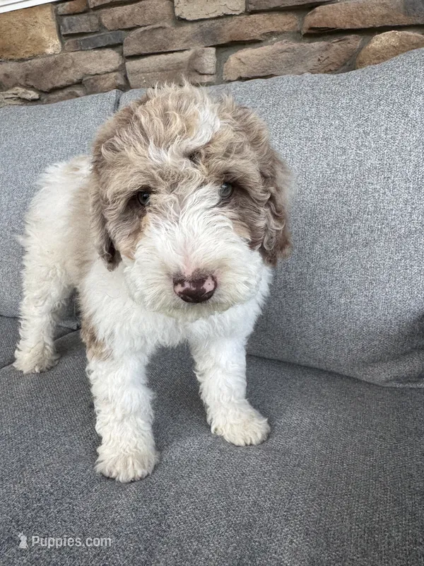 Everest – Spanish Water Dog, Poodle - Miniature  puppy for sale in Sugarcreek, OH