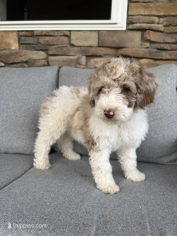 Everest – Spanish Water Dog, Poodle - Miniature  puppy for sale in Sugarcreek, OH