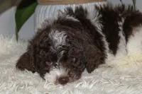 Saturn, a female Spanish Water Dog and Poodle - Miniature  for sale in Sugarcreek, OH – 4 of 4