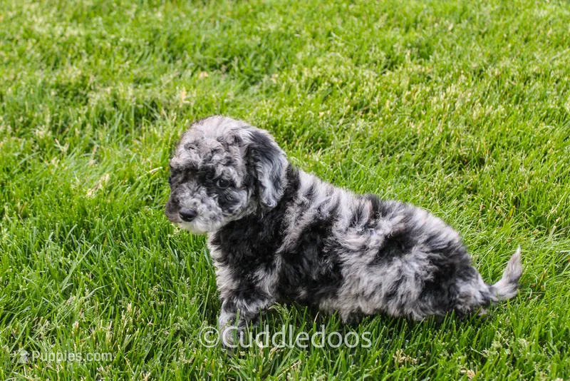 Atlas – Spanish Water Dog, Poodle - Miniature  puppy for sale in Sugarcreek, OH