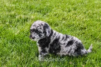 Atlas, a female Spanish Water Dog and Poodle - Miniature  for sale in Sugarcreek, OH – 7 of 7
