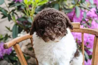 Neptune, a female Spanish Water Dog and Poodle - Miniature  for sale in Sugarcreek, OH – 4 of 5