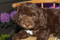 Jupiter, a male Spanish Water Dog and Poodle - Miniature  for sale in Sugarcreek, OH – 4 of 6