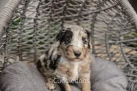Lotus, a male Poodle - Miniature  and Sheepadoodle for sale in Sugarcreek, OH – 4 of 5