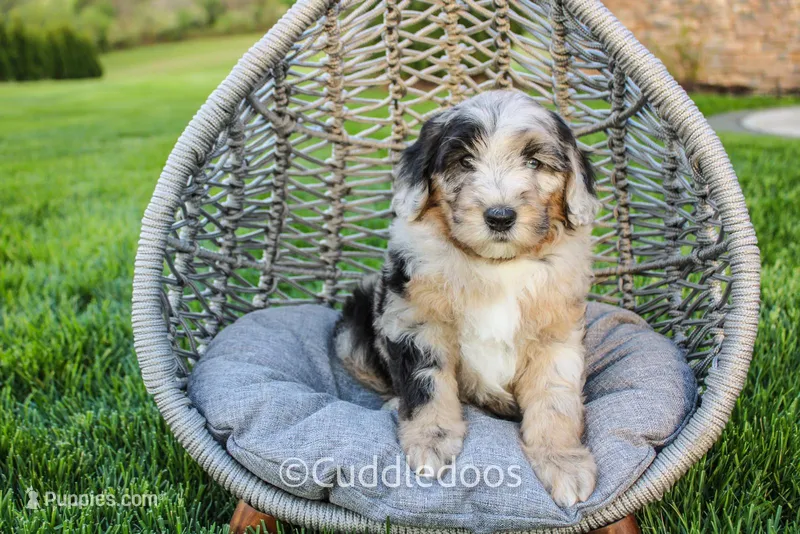 Lotus – Poodle - Miniature , Sheepadoodle puppy for sale in Sugarcreek, OH