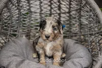 Lotus, a male Poodle - Miniature  and Sheepadoodle for sale in Sugarcreek, OH – 3 of 5