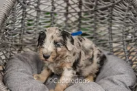 Lotus, a male Poodle - Miniature  and Sheepadoodle for sale in Sugarcreek, OH – 5 of 5