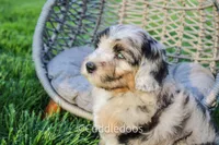 Lotus, a male Poodle - Miniature  and Sheepadoodle for sale in Sugarcreek, OH – 1 of 5