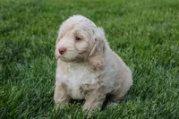 Mars, a male Spanish Water Dog and Poodle - Miniature  for sale in Sugarcreek, OH – 3 of 4