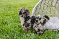 Valley, a female Spanish Water Dog and Poodle - Miniature  for sale in Sugarcreek, OH – 3 of 5
