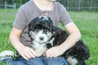 Dahlia, a female Poodle - Miniature  and Sheepadoodle for sale in Sugarcreek, OH – 4 of 7