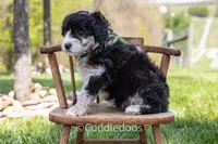 Dahlia, a female Poodle - Miniature  and Sheepadoodle for sale in Sugarcreek, OH – 6 of 7