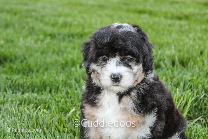 Dahlia – Poodle - Miniature , Sheepadoodle puppy for sale in Sugarcreek, OH