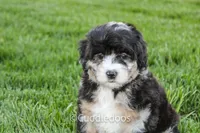 Dahlia, a female Poodle - Miniature  and Sheepadoodle for sale in Sugarcreek, OH – 3 of 7