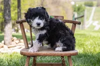 Dahlia, a female Poodle - Miniature  and Sheepadoodle for sale in Sugarcreek, OH – 2 of 7