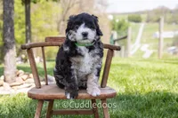 Dahlia, a female Poodle - Miniature  and Sheepadoodle for sale in Sugarcreek, OH – 5 of 7