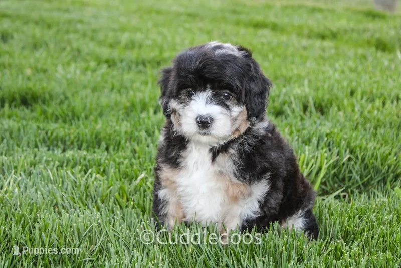 Dahlia – Poodle - Miniature , Sheepadoodle puppy for sale in Sugarcreek, OH