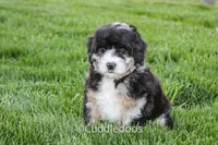 Dahlia, a female Poodle - Miniature  and Sheepadoodle for sale in Sugarcreek, OH – 1 of 7