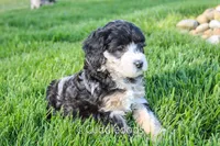 Dahlia, a female Poodle - Miniature  and Sheepadoodle for sale in Sugarcreek, OH – 7 of 7