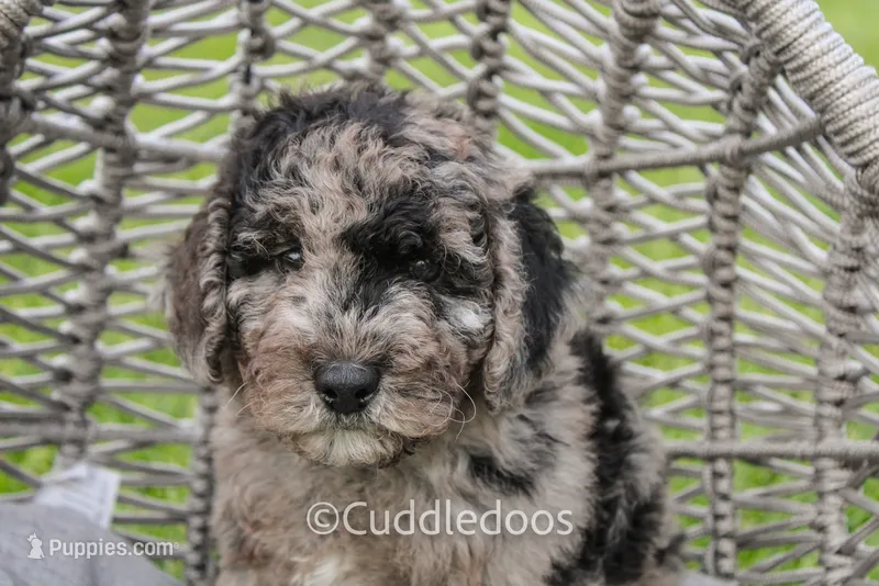 Valley, a female Spanish Water Dog and Poodle - Miniature  for sale in Sugarcreek, OH – 1 of 5