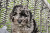 Valley, a female Spanish Water Dog and Poodle - Miniature  for sale in Sugarcreek, OH – 1 of 5