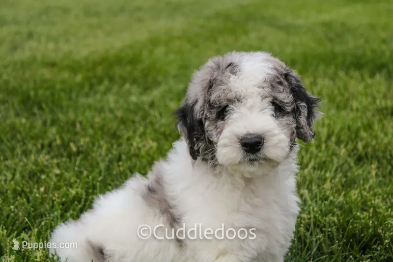 Cliff – Spanish Water Dog, Poodle - Miniature  puppy for sale in Sugarcreek, OH