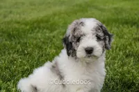 Cliff, a female Spanish Water Dog and Poodle - Miniature  for sale in Sugarcreek, OH – 1 of 6