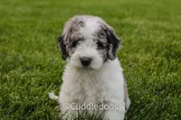 Cliff, a female Spanish Water Dog and Poodle - Miniature  for sale in Sugarcreek, OH – 3 of 6