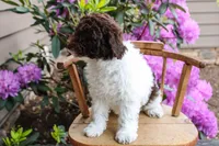Neptune, a female Spanish Water Dog and Poodle - Miniature  for sale in Sugarcreek, OH – 3 of 5