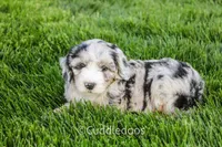 Marigold, a female Poodle - Miniature  and Sheepadoodle for sale in Sugarcreek, OH – 5 of 6