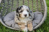 Marigold, a female Poodle - Miniature  and Sheepadoodle for sale in Sugarcreek, OH – 3 of 6