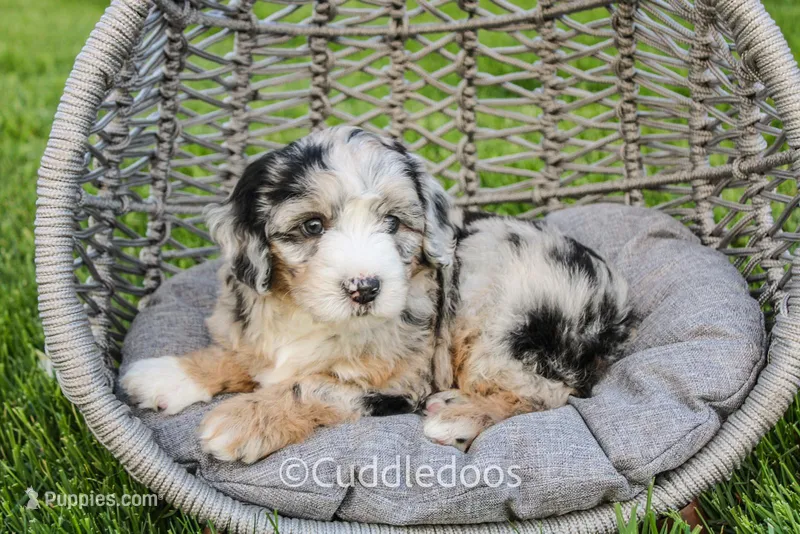 Marigold – Poodle - Miniature , Sheepadoodle puppy for sale in Sugarcreek, OH