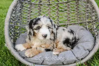 Marigold, a female Poodle - Miniature  and Sheepadoodle for sale in Sugarcreek, OH – 6 of 6