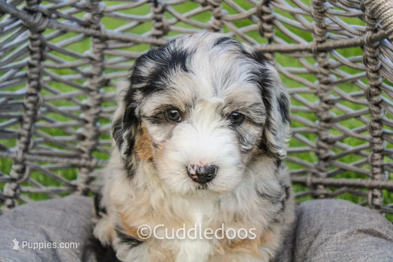 Marigold – Poodle - Miniature , Sheepadoodle puppy for sale in Sugarcreek, OH