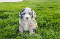 Marigold, a female Poodle - Miniature  and Sheepadoodle for sale in Sugarcreek, OH – 4 of 6