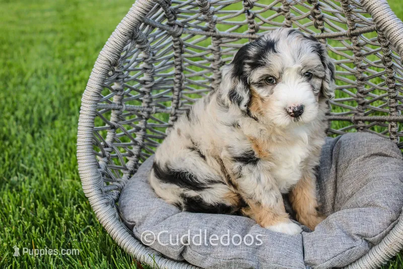 Marigold – Poodle - Miniature , Sheepadoodle puppy for sale in Sugarcreek, OH